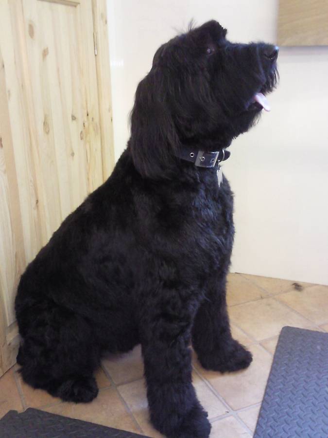 French Briard - after