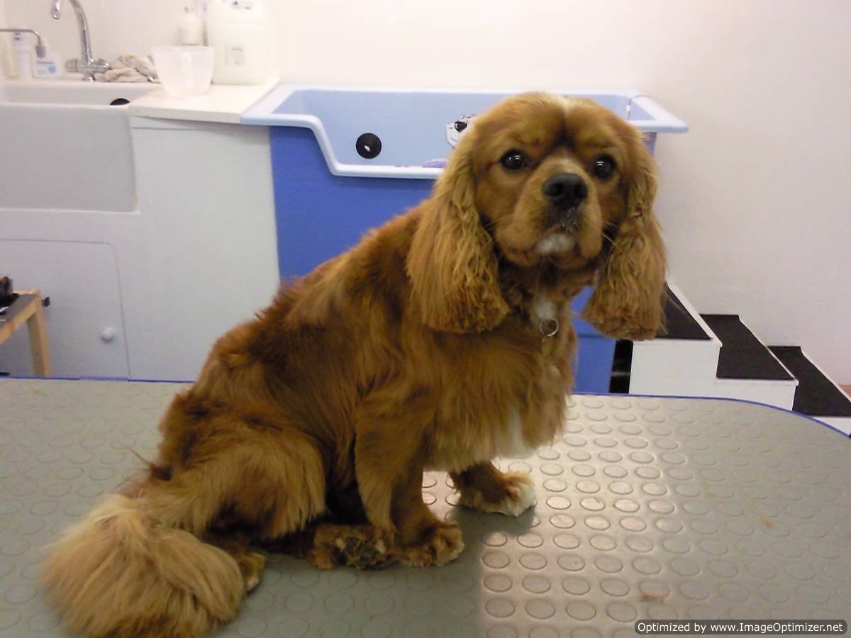 Cavalier King Charles Spaniel