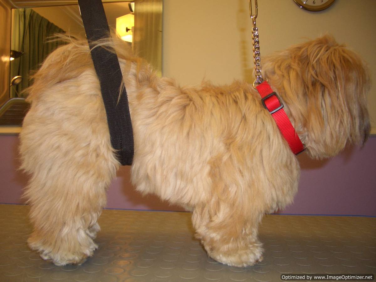 Lhasa Apso - before